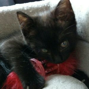 Meet your Posher, Kat